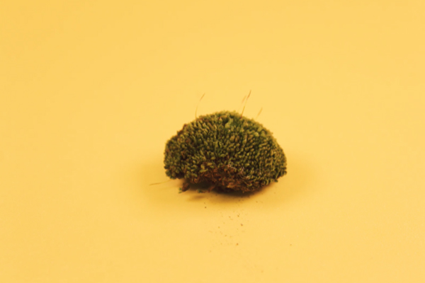Moss